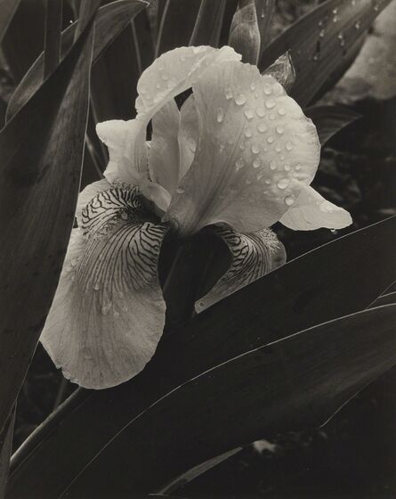 Alma Lavenson, ‘Iris’, 1932