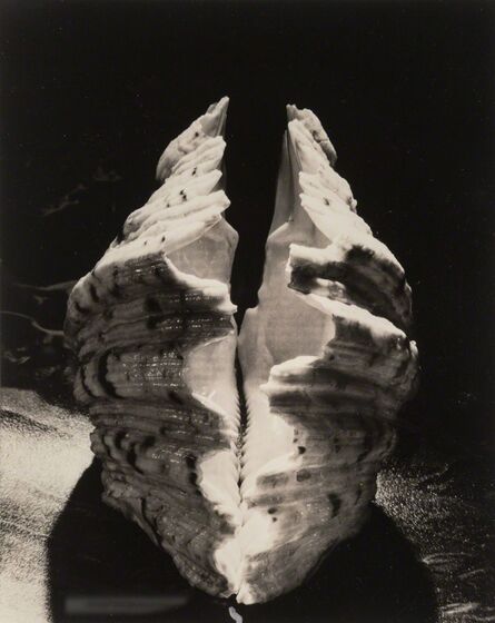 Ruth Bernhard, ‘Bear Claw Clam’, 1943