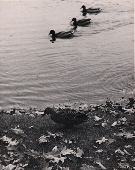André Kertész, ‘Three ducks’, 1949