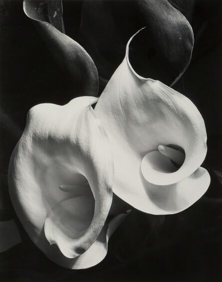 Imogen Cunningham, ‘Two Callas’, circa 1929-printed later
