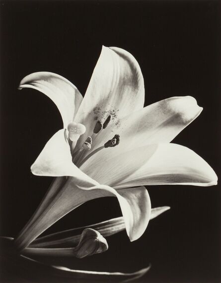 Edward W. Quigley, ‘Lily’, circa 1940s