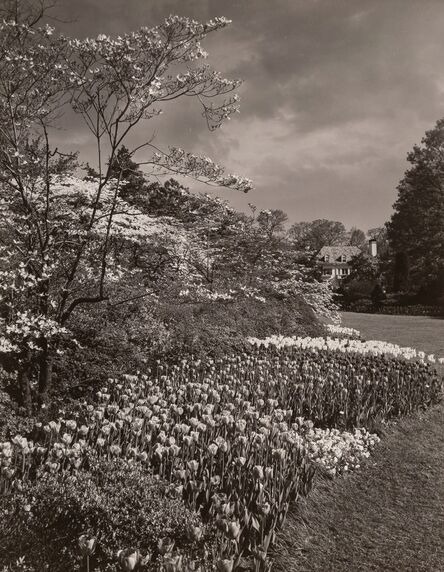 A. Aubrey Bodine, ‘Sherwood Gardens’, 1957