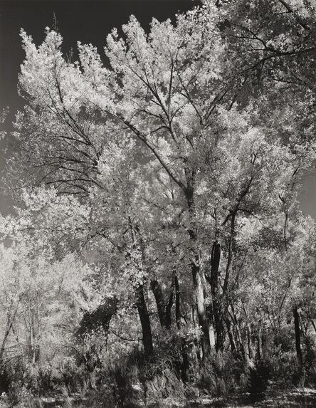Ansel Adams, ‘Autumn, Chama Valley, New Mexico’, 1951