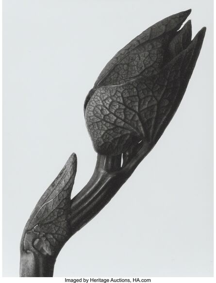 Karl Blossfeldt, ‘Aristolochia clematitis’, circa 1928