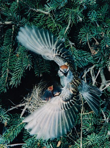 Eliot Porter, ‘Chipping Sparrow, Great Spruce Head Island, Maine (from Birds in Flight series)’, 1971