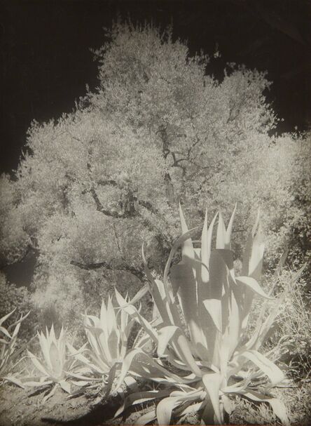 Maurice Tabard, ‘Oliviers et Agaves, Infra-Rouge No. II’, circa 1934