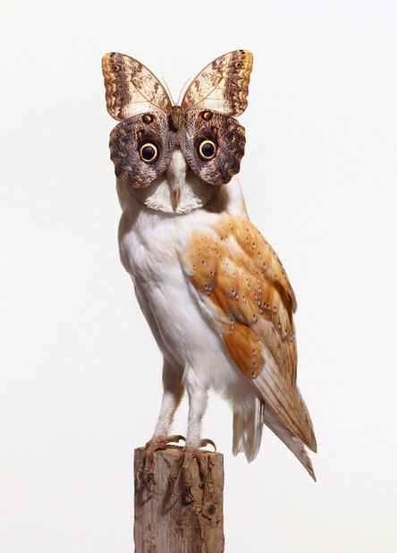 Nancy Fouts, ‘Owl’, 2012