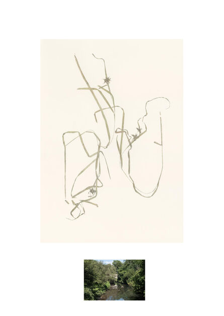 Michael Wang, ‘Carex grayi, Bronx Park, Bronx, 1936’, 2019
