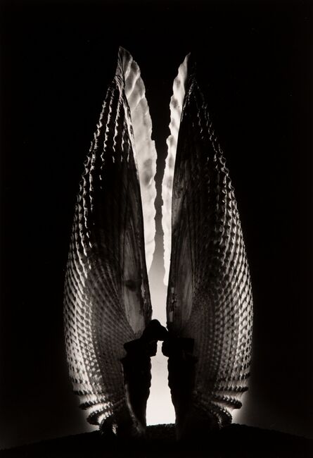 Ruth Bernhard, ‘Angel Wing’, 1943