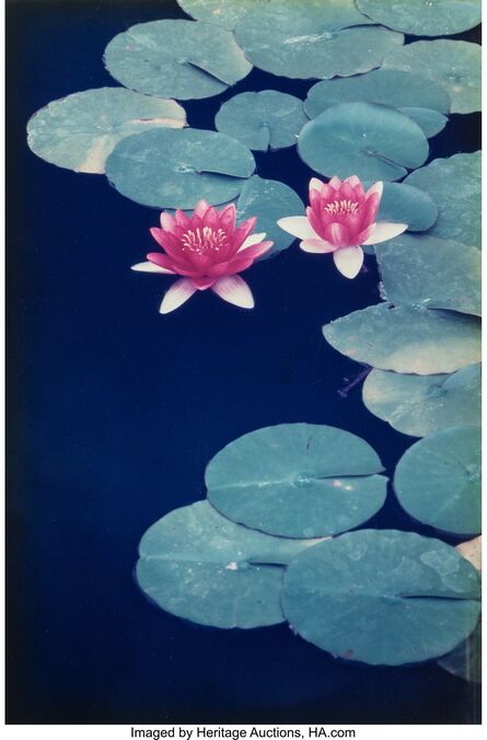Allan Bruce Zee, ‘Lily Pads, Balboa Park, San Diego, California (two photographs)’, 1984