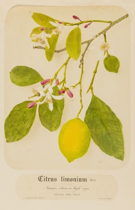 Pietro Guidi, ‘Botanical Studies, Flora of San Remo’, ca.1870