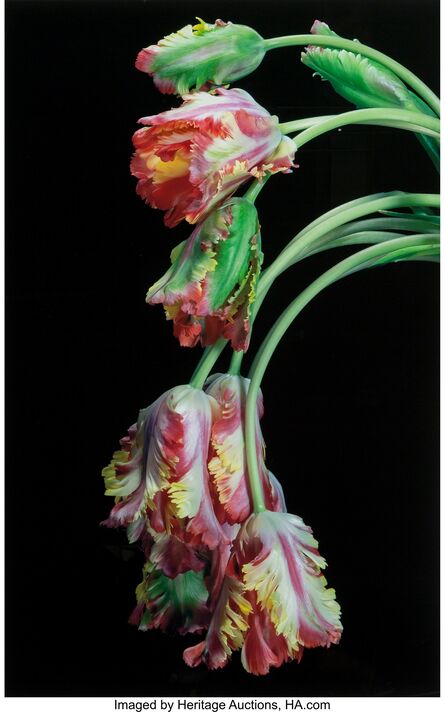 Jonathan Singer, ‘Tulips, from the series Botanica Magnifica’, 2008