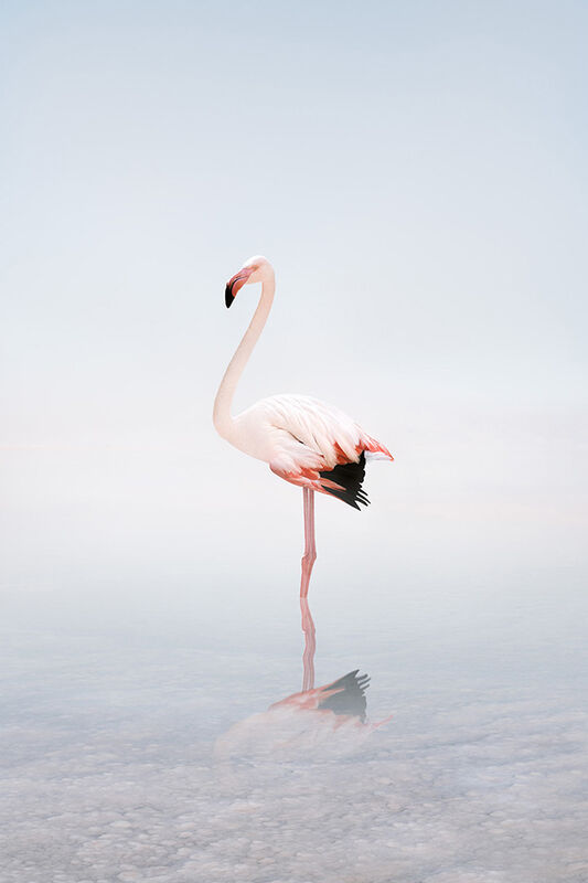 Alice Zilberberg, ‘For Now Flamingo’, 2020, Photography, Digital Painting (Photo Based), ZK Gallery