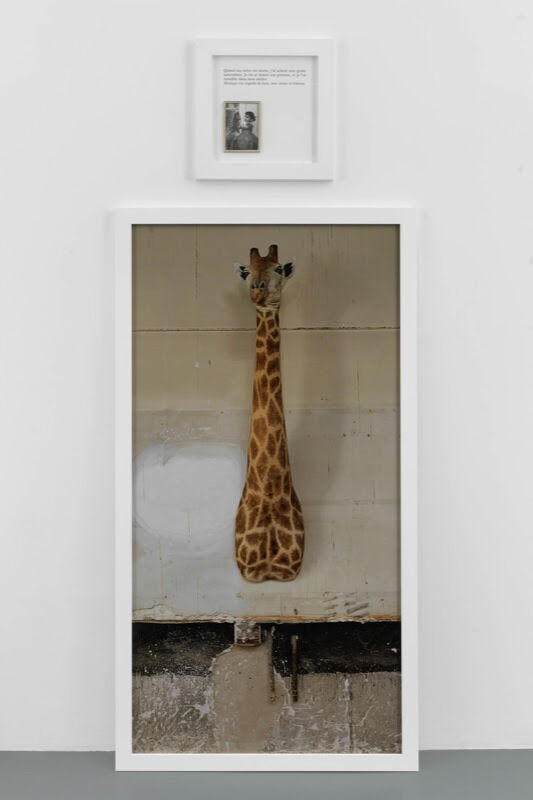 Sophie Calle, ‘La Girafe / The Giraffe’, 2012, Photography, Color photograph, aluminum, text, frames, Perrotin