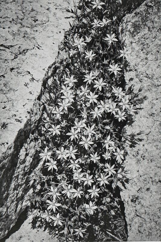 Ansel Adams, ‘Flowers and Rock in San Joaquin Sierra’, 1939, Photography, Photographic Paper, Globe Photos