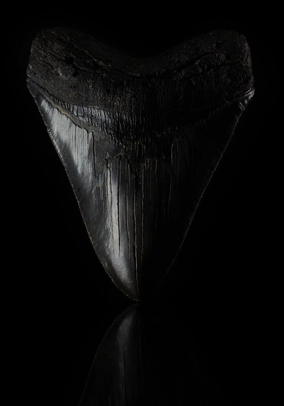 Natural History, ‘The Meg’, Circa 23 million years old, Sculpture, Fossilised tooth of the Megalodon shark, EXTRAORDINARY OBJECTS