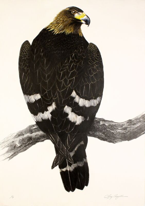 Tony Angell, ‘Golden Eagle’, 1988-2012, Print, Original lithograph with hand color, Foster/White Gallery