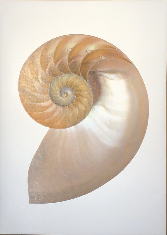 Tommy Flynn, ‘Nautilus Shell’, 2018, Painting, Original color photograph printed on canvas, Woodward Gallery