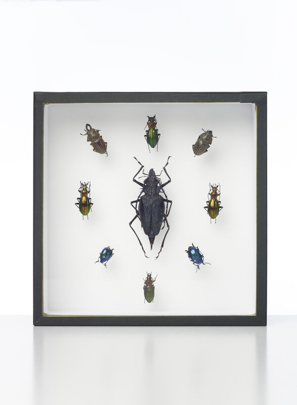 Damien Hirst, ‘Nine Beetles’, 2014, Mixed Media, Entomology specimens with glass fronted case, Omer Tiroche Gallery