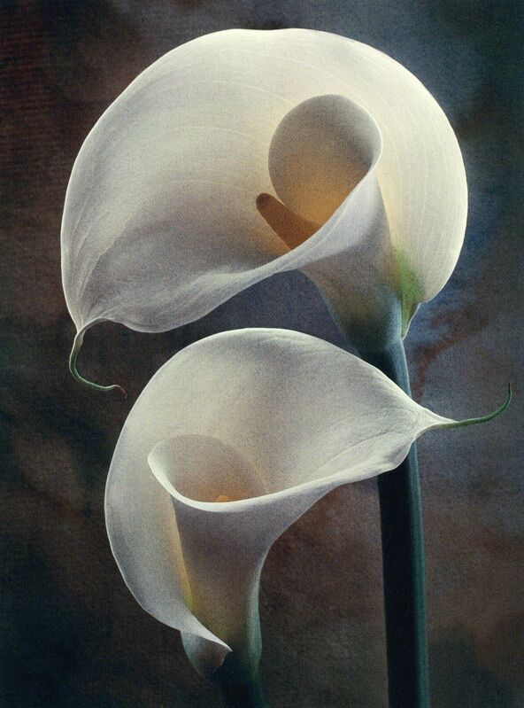Cy DeCosse, ‘Yin Yang Lilies’, Photography, 3 Color Gum Dichromate, Gallery 270