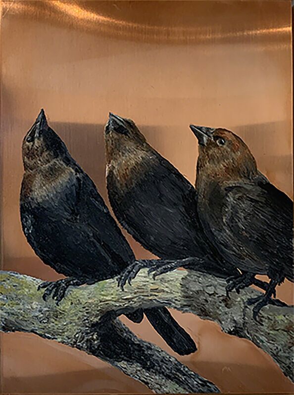 Darren Johnson, ‘Three Brown-headed cowbirds’, 2018, Painting, Oil on copper, Priscilla Fowler Fine Art