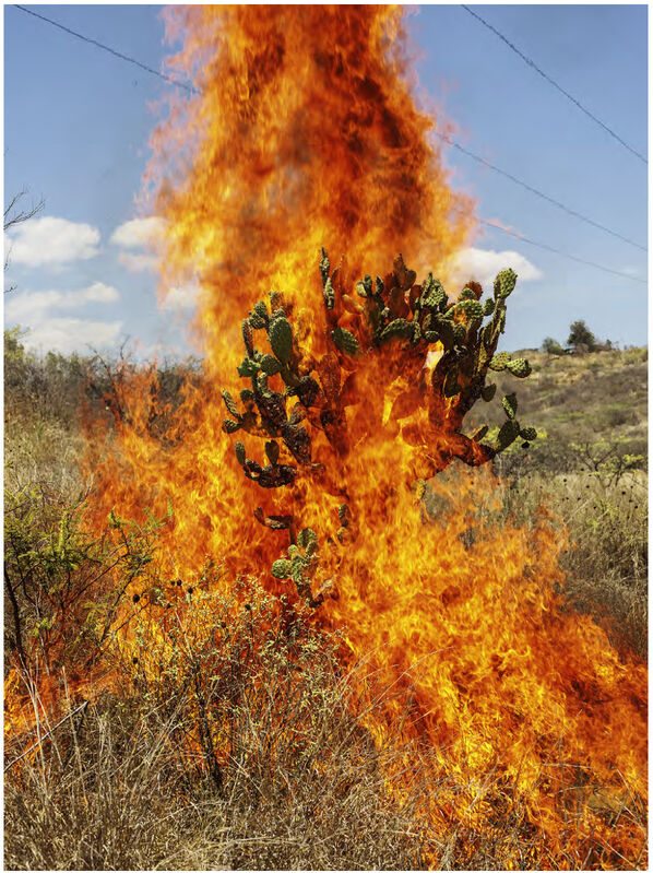 Pieter Hugo, ‘Burning Bush, Oaxaca de Juárez’, 2018, Photography, Archival pigment print, Huxley-Parlour