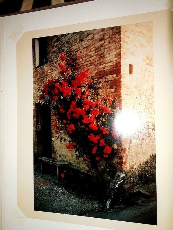 Joel Meyerowitz, ‘Tuscany, Roses Taverna d'Arbia, 1991’, Late 20th Century, Photography, Photograph, Lions Gallery
