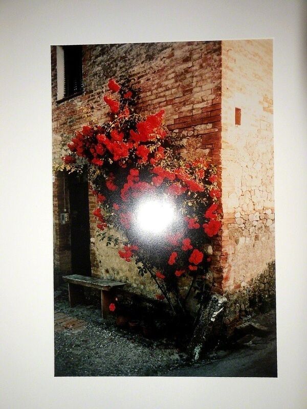 Joel Meyerowitz, ‘Tuscany, Roses Taverna d'Arbia, 1991’, Late 20th Century, Photography, Photograph, Lions Gallery