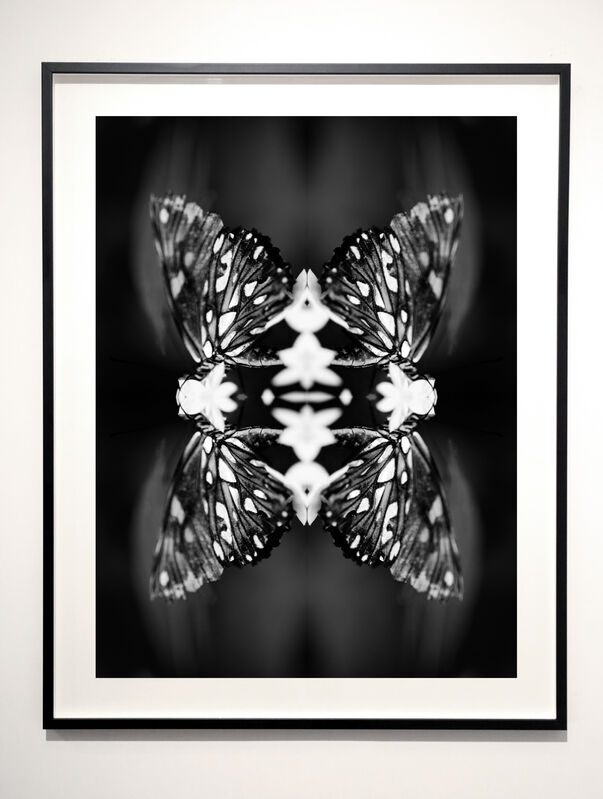 Indira Cesarine, ‘Papiliones No 9 ’, 2016, Photography, Archival photographic print, The Untitled Space
