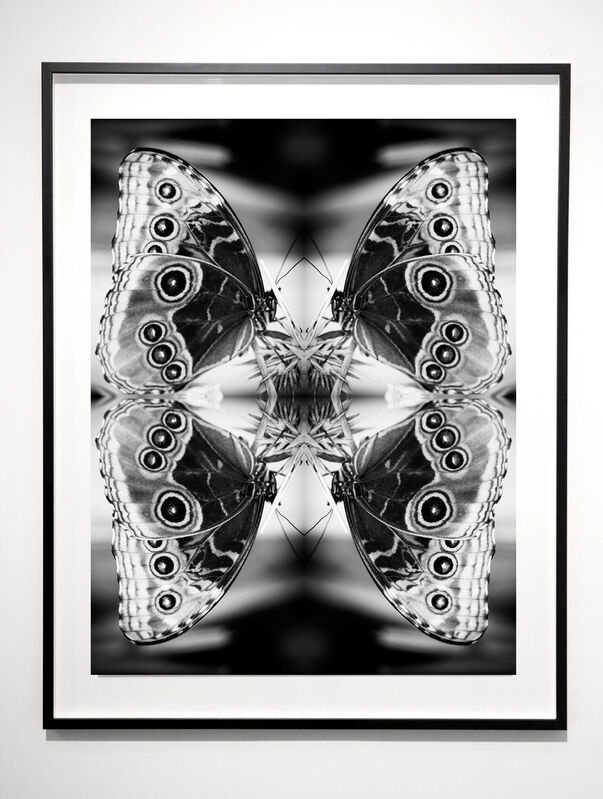 Indira Cesarine, ‘Papiliones No 2 ’, 2015, Photography, Archival Ink on Premium Satin Paper, Mounted and Framed, The Untitled Space