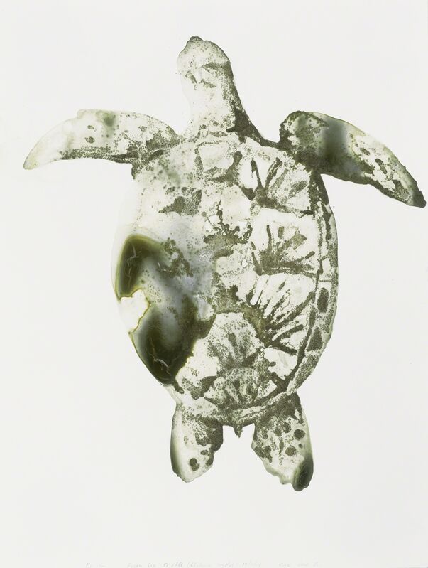 Alexis Rockman, ‘Green Sea Turtle (Chelonia mydas)’, 2014, Drawing, Collage or other Work on Paper, Soil from Kirk Park Beach and acrylic polymer on paper, Parrish Art Museum