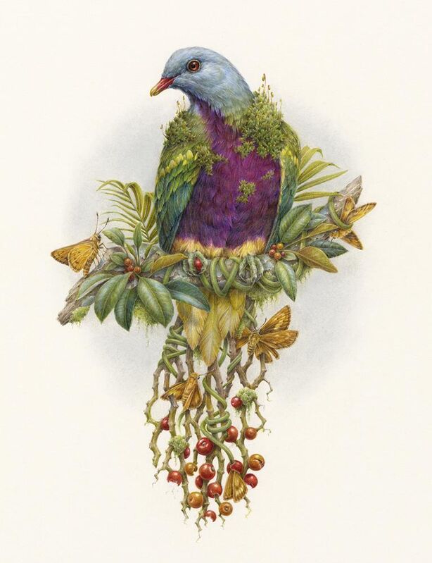 Courtney Brims, ‘Wompoo Fruit Dove’, 2018, Drawing, Collage or other Work on Paper, Coloured pencils on Arches watercolour paper, Beinart Gallery
