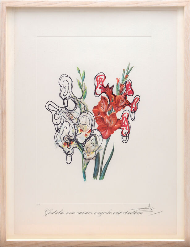 Salvador Dalí, ‘Gladiolus cum aurium corymbo expectanium (Pirates Galdioli) (From the portfolio Surrealist Flowers)’, 1972, Print, Heliogravure and embossing on heavy Arches paper, Art Republic