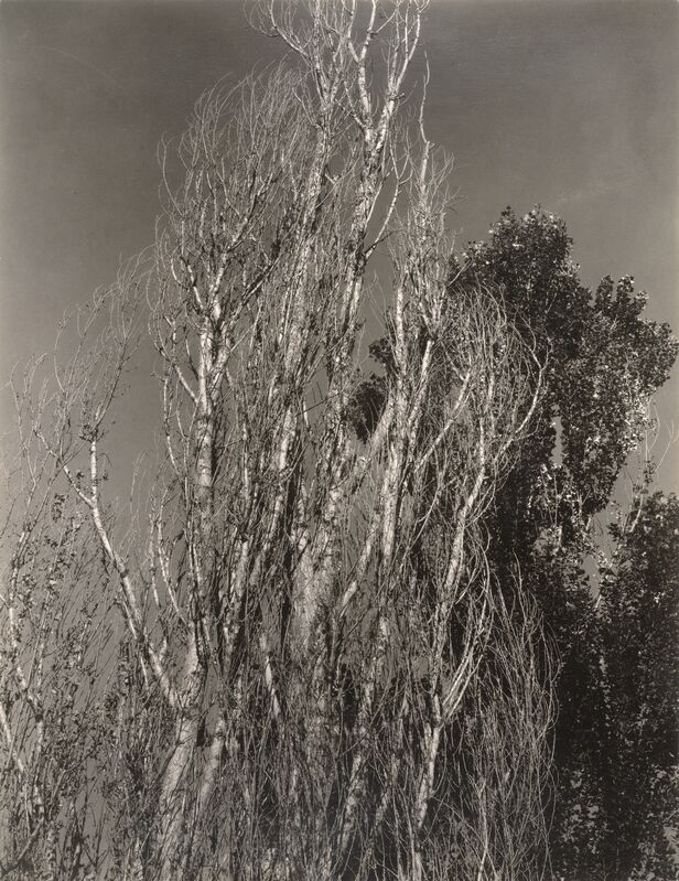 Alfred Stieglitz, ‘Poplars—Lake George’, 1932, Photography, Gelatin silver print, San Francisco Museum of Modern Art (SFMOMA) 