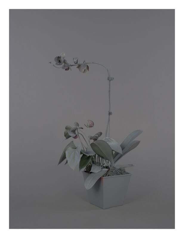 Stephanie Syjuco, ‘Neutral Orchids (Dendrobium)’, 2016, Photography, Pigmented inkjet print, Catharine Clark Gallery