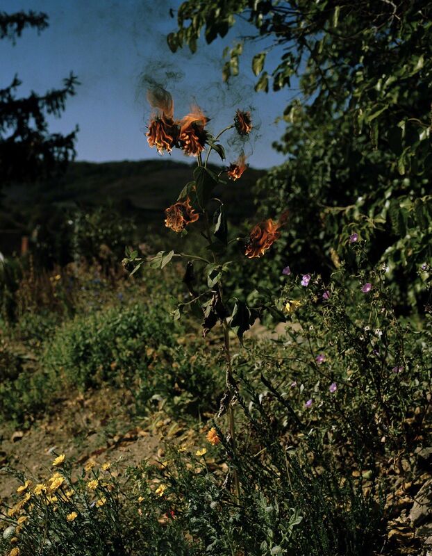 Elspeth Diederix, ‘Flameflower’, 2009, Photography, Archival pigment print, Casemore Kirkeby
