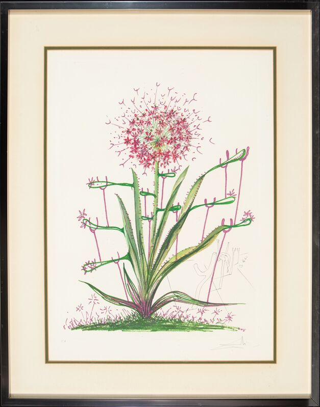 Salvador Dalí, ‘Desert Cactus, from Florals’, 1972, Print, Lithograph with embossing in colors on Arches paper, Heritage Auctions
