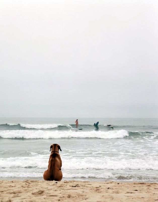 Michael Dweck, ‘Beach Dog, Montauk, NY’, 2002, Photography, Pigment print, Edition 10, Modernism Inc.