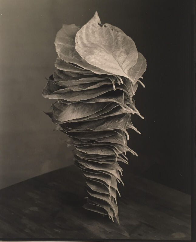 Robert Langham III, ‘Fallen Stacked Dogwood Leaves’, 2018, Photography, Silver Gelatin Print, Houston Center for Photography Benefit Auction