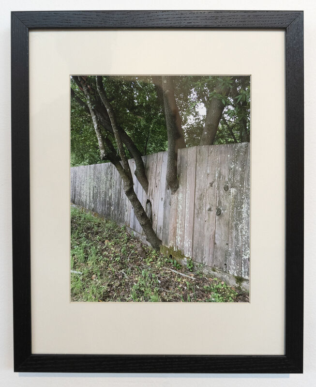 Alice Shaw, ‘Untitled (Tree Fence)’, 2017, Photography, Pigment print, Gallery 16