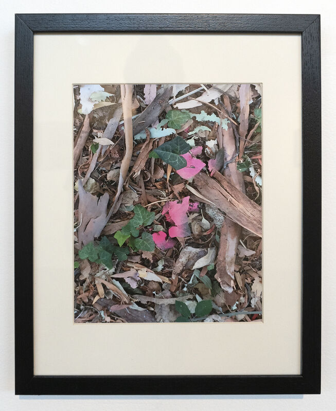 Alice Shaw, ‘"Untitled (Pink Ivy)"’, 2018, Photography, Pigment print, Gallery 16