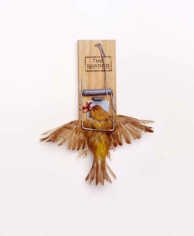 Nancy Fouts, ‘Bird Trap’, 2010, Sculpture, Taxidermy bird, mouse trap, Hang-Up Gallery