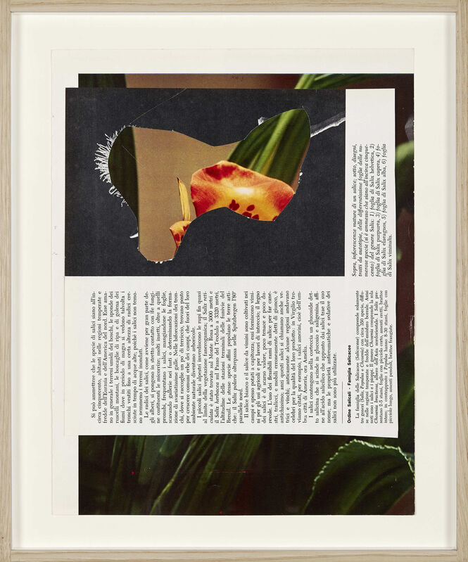 Alessandra Spranzi, ‘Fiori #10 (Sopra, infiorescenze mature di un salice)’, 2016, Drawing, Collage or other Work on Paper, Collage, P420
