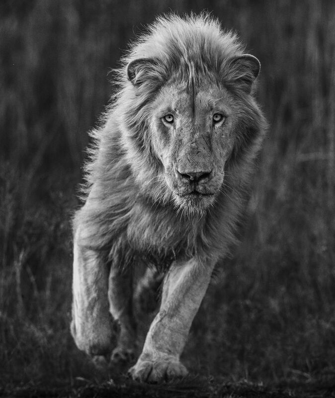 David Yarrow, ‘Thor’, 2018, Photography, Archival pigment print on paper, Fineart Oslo