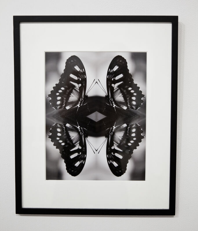 Indira Cesarine, ‘Papiliones No 8 ’, 2016, Photography, Museum Archival Photographic Print on Fine Art Paper, The Untitled Space