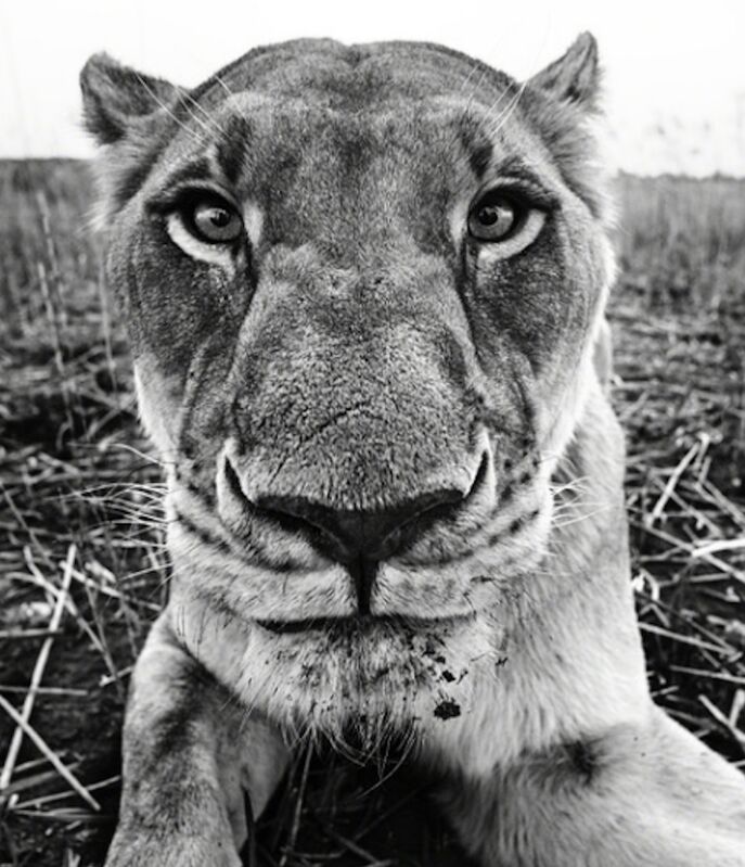 David Yarrow, ‘The Hunger Games’, Photography, Archival Pigment Print, Hilton Asmus