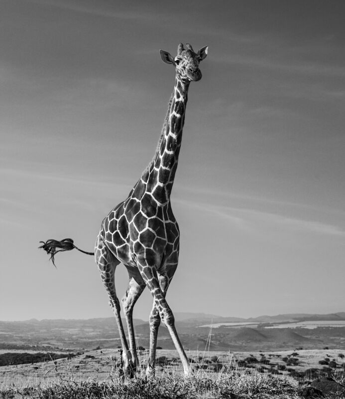 David Yarrow, ‘Tiny dancer’, 2019, Photography, Archival pigment print on paper, Fineart Oslo