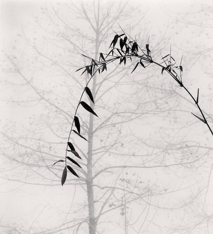 Michael Kenna, ‘Bamboo and Tree, Qingkou Village, Yunnan, China’, 2013, Photography, Gelatin silver print on baryta paper, Galleria 13