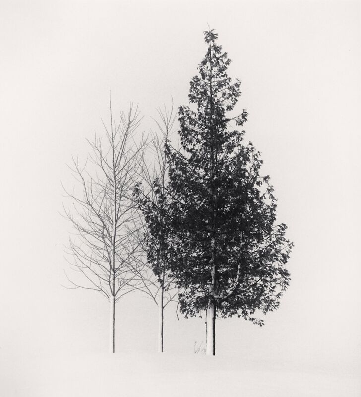 Michael Kenna, ‘Tree Portrait, Study 4, Wakoto, Hokkaido, Japan. ’, 2002, Photography, Gelatin silver print on baryta paper, Galleria 13
