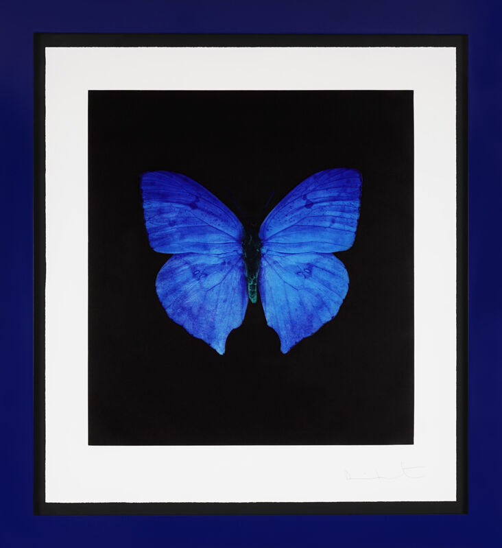 Damien Hirst, ‘Blue Butterfly, Etching ’, 2008, Print, Etching on Velin Arches Paper, Arton Contemporary